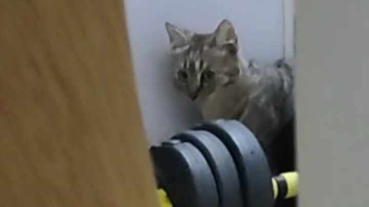 小猫咪怎么还有两幅面孔