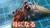 [Spider] V Has Succeeded in Breeding