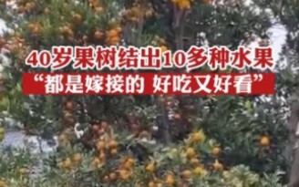 A 40-year-old fruit tree bears more than ten kinds of fruit: “It’s all grafted—delicious and beautif