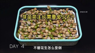 4种芽苗菜的生长过程，需要多少天才能收获？