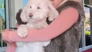 พนักงาน: ห้ามนำสัตว์เลี้ยงเข้ามา... ลูกค้า: นี่มันหมาตัวจิ๋วไง!