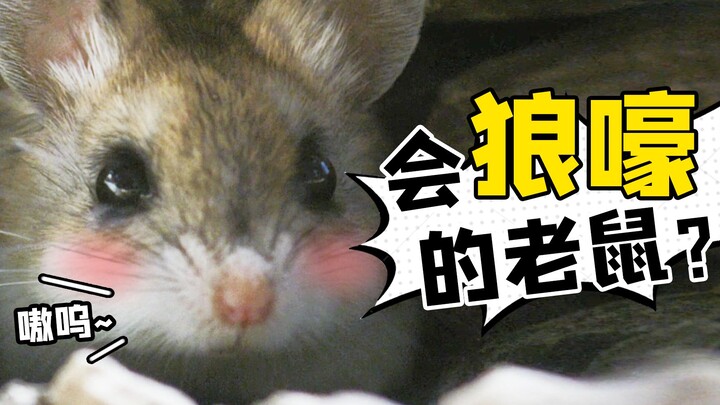 【เสี่ยวเสีย】ช่วยด้วย! น่ารักเกินไปแล้ว! เคยเห็นหนูที่หอนเหมือนหมาป่าไหม? รวมสัตว์น้อยน่ารักสุดฟิน ตอ