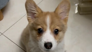 Tanpa sengaja aku memotretnya saat proses mengangkat telinga Corgi, benar-benar terlalu imut!
