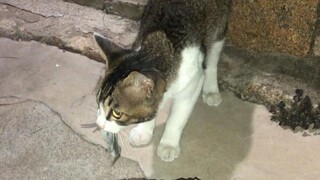 [Cat Catches Mouse] A true record of how many mice a rural cat can catch in its lifetime!