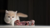 The kitten eats the raw cony meat