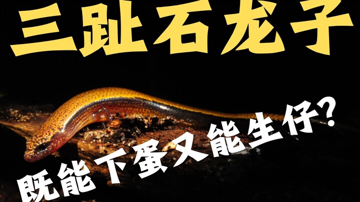 A creature that can both give birth and lay eggs—scientists say: Humanity is witnessing evolution in