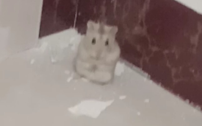 That little hamster who runs away after doing something bad is such a jerk.