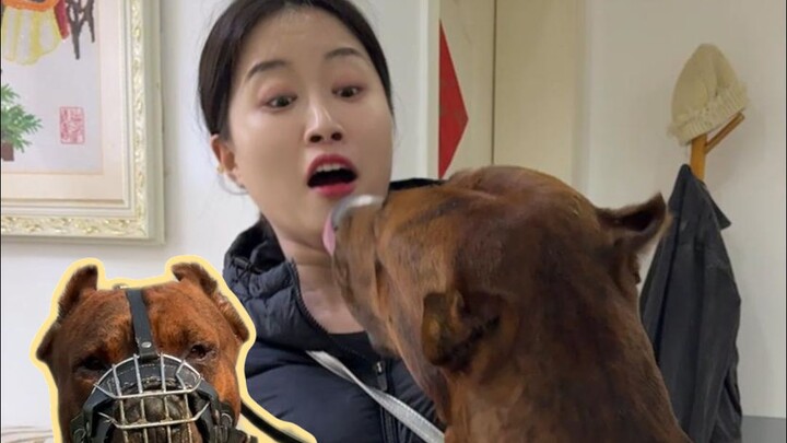 Lagi-lagi ketemu anjing galak, belum sempat masuk pintu aja udah bikin aku kabur ketakutan!