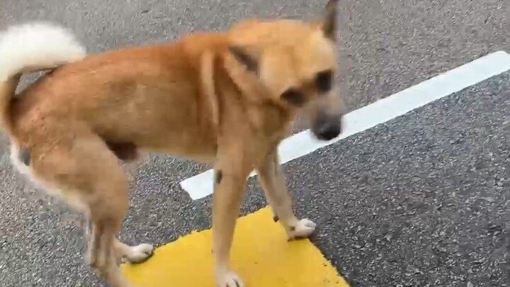 Don’t greet dogs casually—they might be social butterflies.