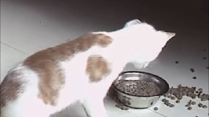 لن أتذوق ولو لقمة واحدة من الأرز المنقوع بالماء