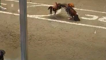 mayron win San roque cockpit # wb gameyard mr. Webster borja