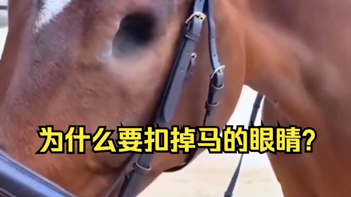 Tại sao lại lấy đi đôi mắt của con ngựa?