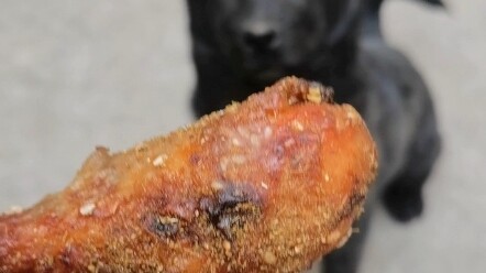 Rural dog eats city roasted chicken legs for the first time