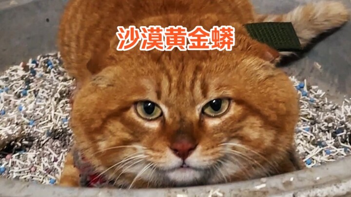 พี่ส้มใหญ่ 115 – รูปแบบงูเหลือมทอง
