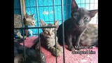 New Member In Tortie Mama Family, Injured Kitten Doing Great