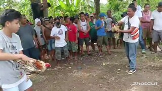 pangatlo bitaw hindi ulet sakin ang manok. kasama lng sa pag laban nag ka gulo pa sa pag karyo