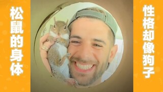 The squirrel, rescued from a cat's mouth, becomes reluctant to leave its rescuer