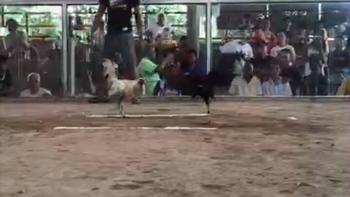 Boston Lemon Unscratch! fight against Tabas!