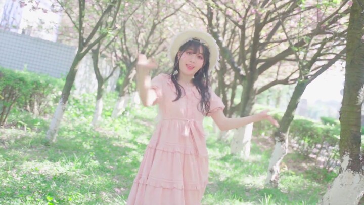 Niaopujiang】Jalan terdekat dengan musim semi❀ Ayo kita ajak kamu melihat bunga sakura~