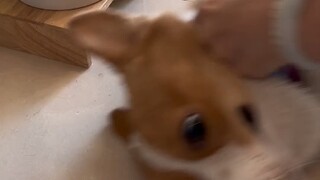 Corgi: Kamu benar-benar anjing! ?