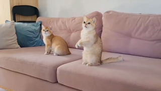 Lũ mèo và hành động kì lạ của chúng