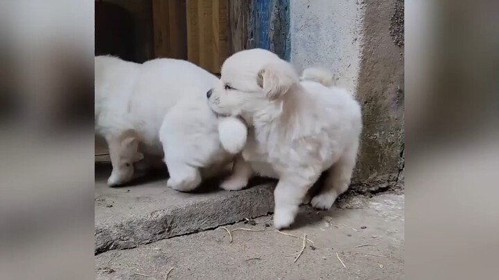 น้องหมาน่ารักขนาดนี้ยังร้องอุบอิบอีกนะ