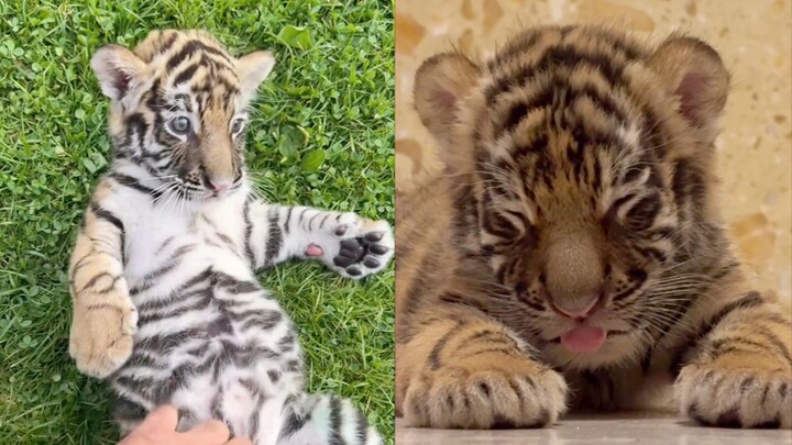 Raising a little tiger is pointless if you don’t play with it.