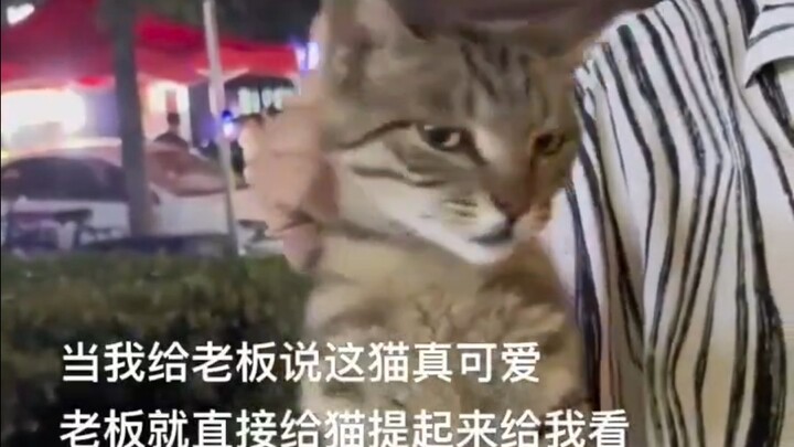 Kucing: “Sekarang kamu senang, kan? Orang aneh banget deh [keren]”