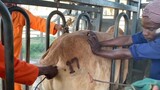 อุปกรณ์ทำให้เคลื่อนที่ไม่ได้ซึ่งเป็นเครื่องมือวิเศษในการเลี้ยงวัวทำให้วัวต้องทนทุกข์ทรมานจากความเจ็บ