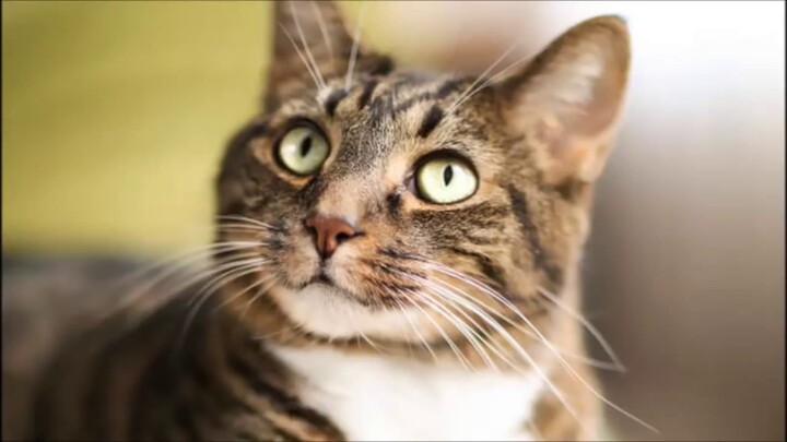 Suara Kucing