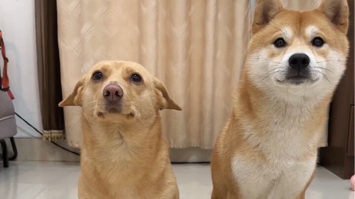 شيبا إينو: عندي خطة تجديد بـ 50 ألف يوان!