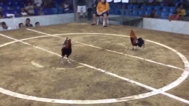 Allen Roundhead vs Hatch