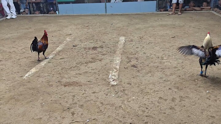 Bali ang Swing Arm sa kontra 🤭