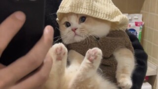 "Anak kucing seberat tiga pon, lima pon lucunya!"