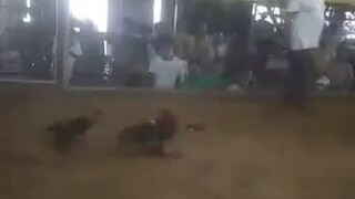 Tornado hatch in action #1