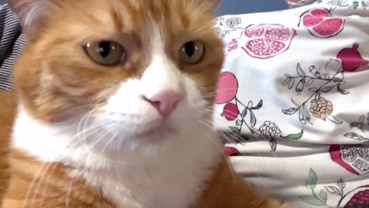 Tiếng ngáy năm Dần của Tiểu Não Phu