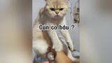 Bầu bé mỡ 🙄🙄🙄 cat mèo