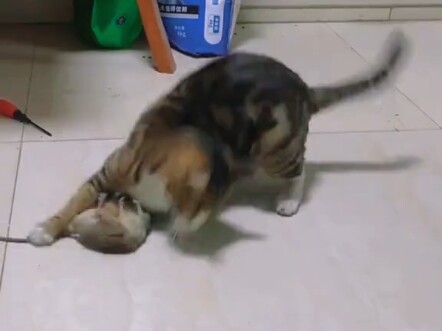 Human-Cat Match Error?