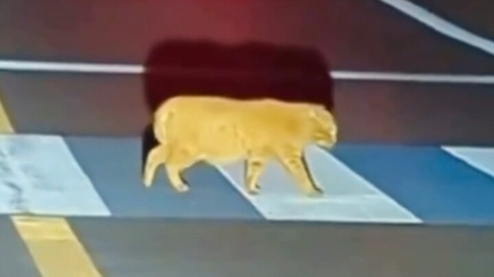 แอนดรอยด์แมวมันก็คือกระตุกนั่นแหละ