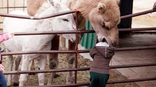 Funny Animal And Baby At The Zoo 🤣😛 FUNNIEST AND CUTEST Babies & Animals | Pet Squad