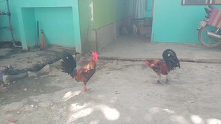 BATTLE OF BROODCOCK