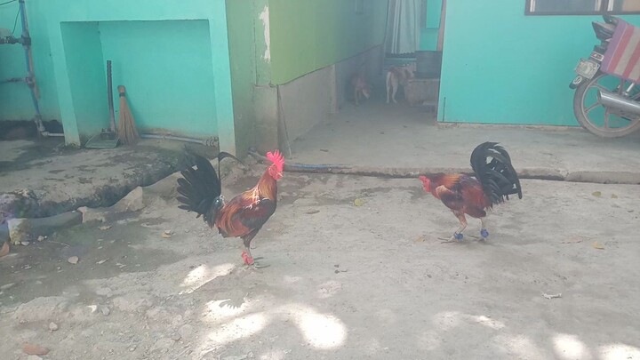 BATTLE OF BROODCOCK