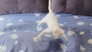 Kehidupan sehari-hari keluarga petarung yang mengganti seprai