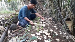 Lần Đầu Mới Thấy Nấm Mối Mọc Đầy Bờ Đê Như Thế Này| TKQ T445