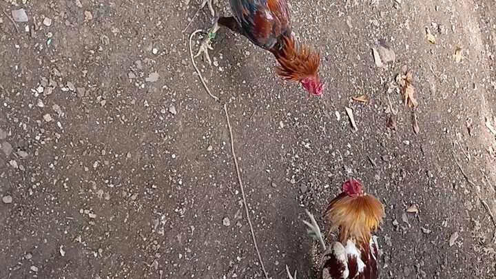 Kalha vs Kamatis