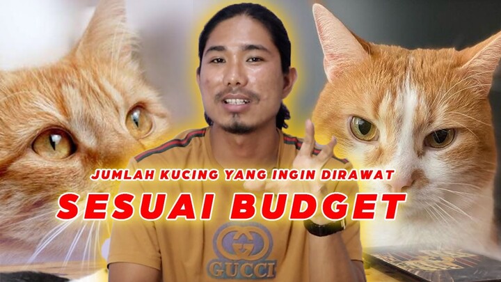 berapa ekor ideal memelihara kucing ???