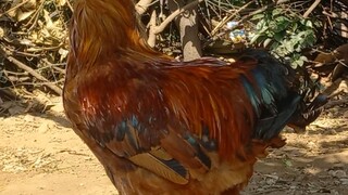 #my chikens #my handsome chiken