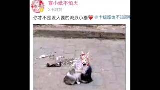 纸哥："卡卡你才不是没人要的流浪猫"  卡卡："😚😘"  厂工爷爷：“你俩都没人要”【宣小纸】