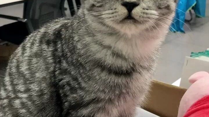 Selamat, kamu berhasil menemukan kucing keberuntungan!