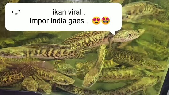 pecinta sneakhead pasti paham.ytta ya gaes ya